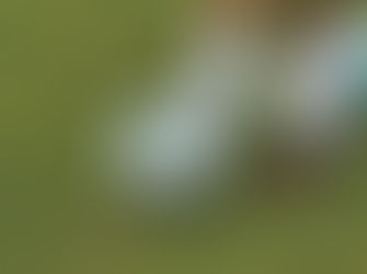 Senador Canedo amplia oferta de esportes com novas turmas em diferentes modalidades