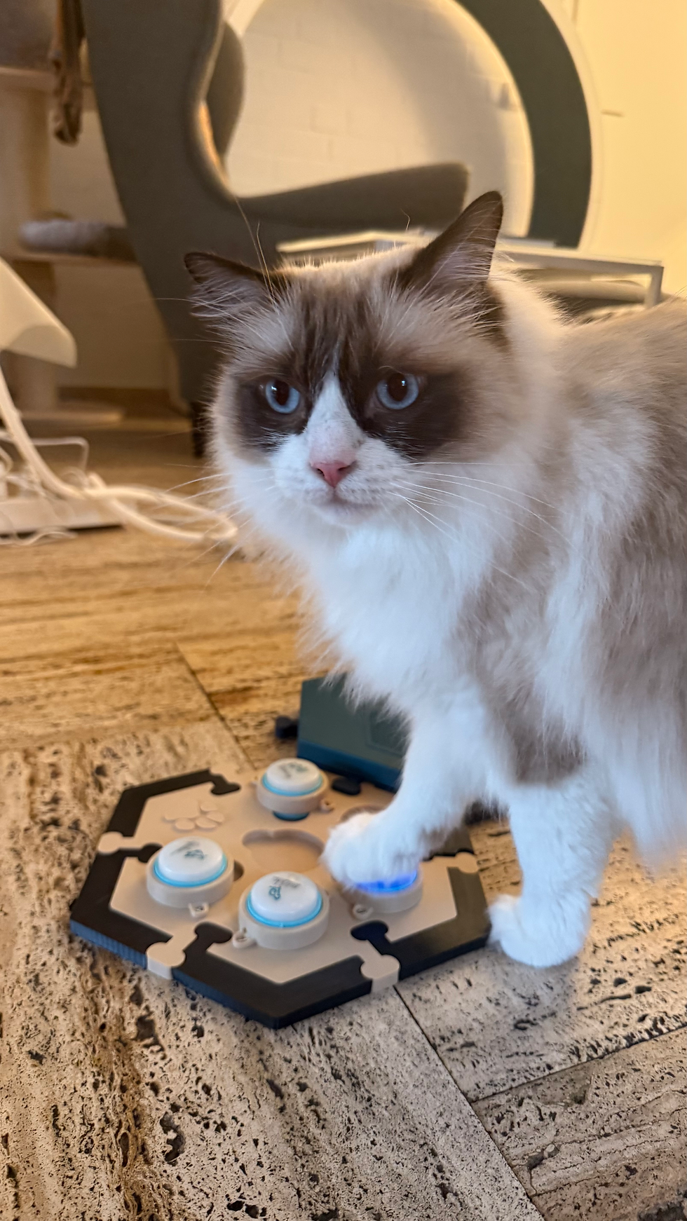 Katze nutzt Sprachbuttons zur Kommunikation – AIC im Alltag