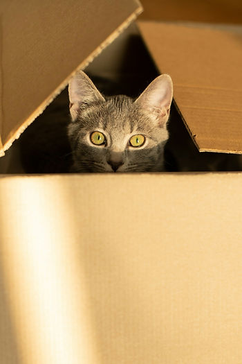 Katze zwischen Umzugskartons – Umzug mit Katze stressfrei gestalten