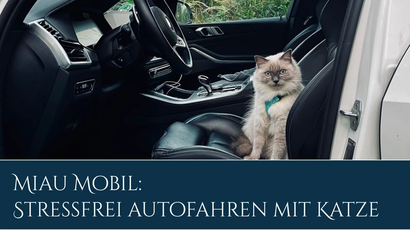 Eine Katze, die entspannt im Auto sitzt und wartet, dass es los geht