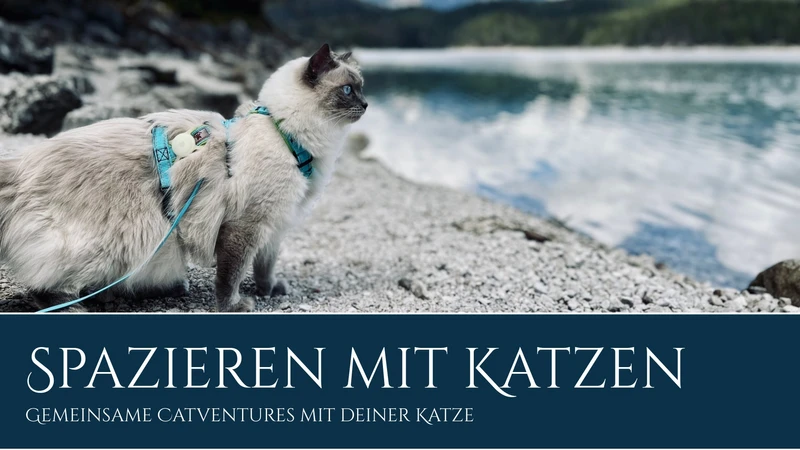 Katze am See
