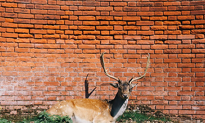レッド壁に鹿
