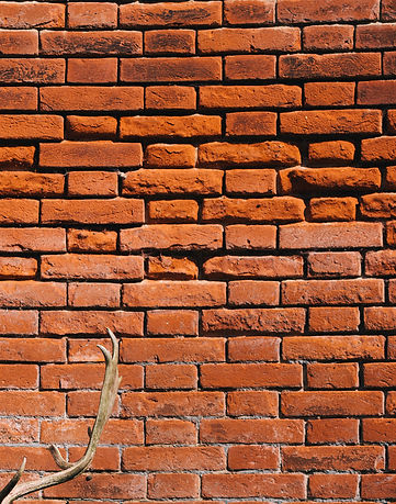 Cerf contre un mur rouge