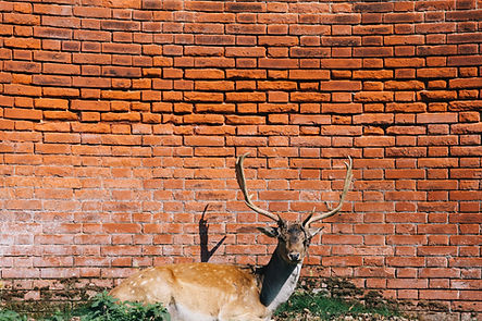 Deer Against a Red Wall