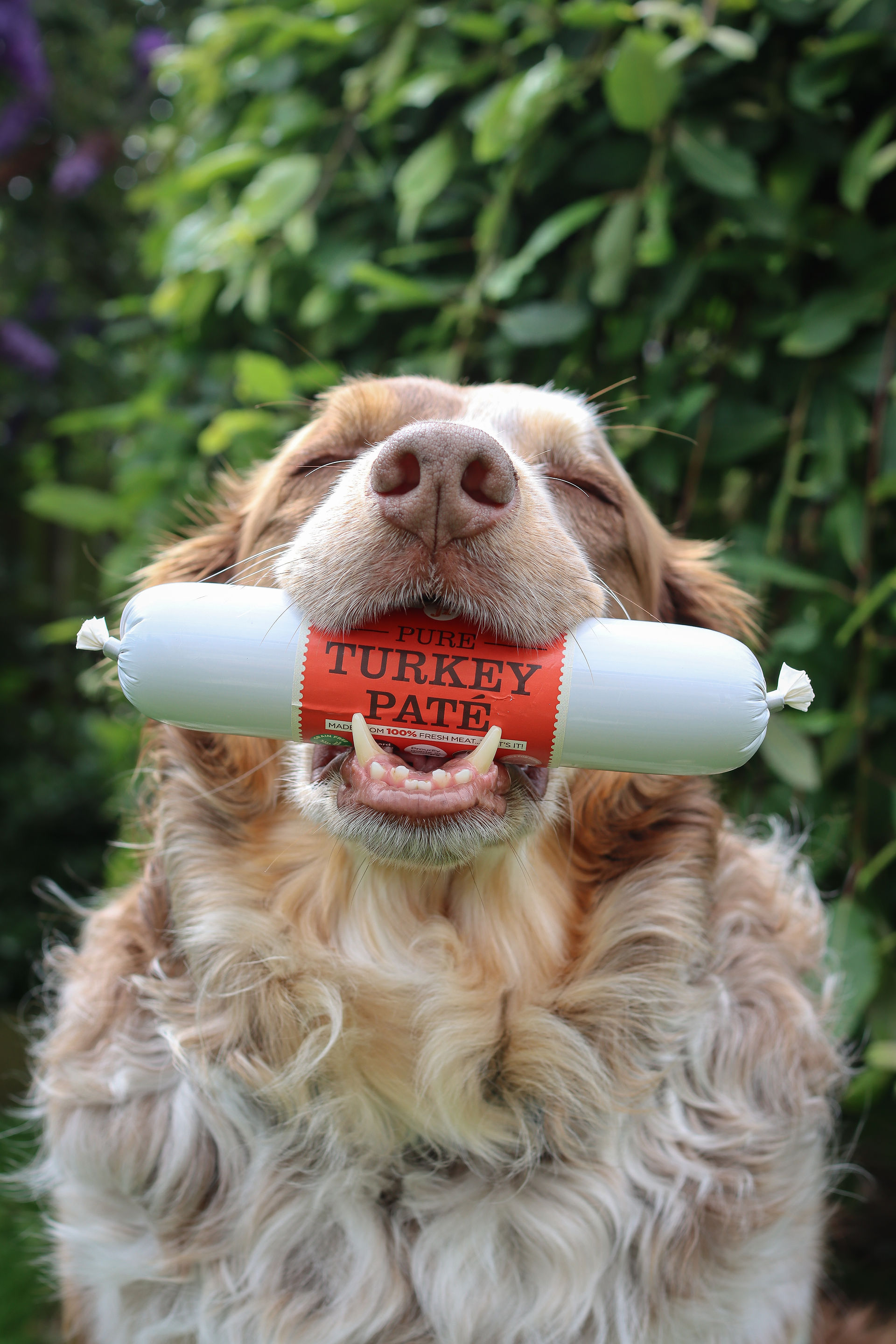 Red Border Collie with Jr Pate in his mouth