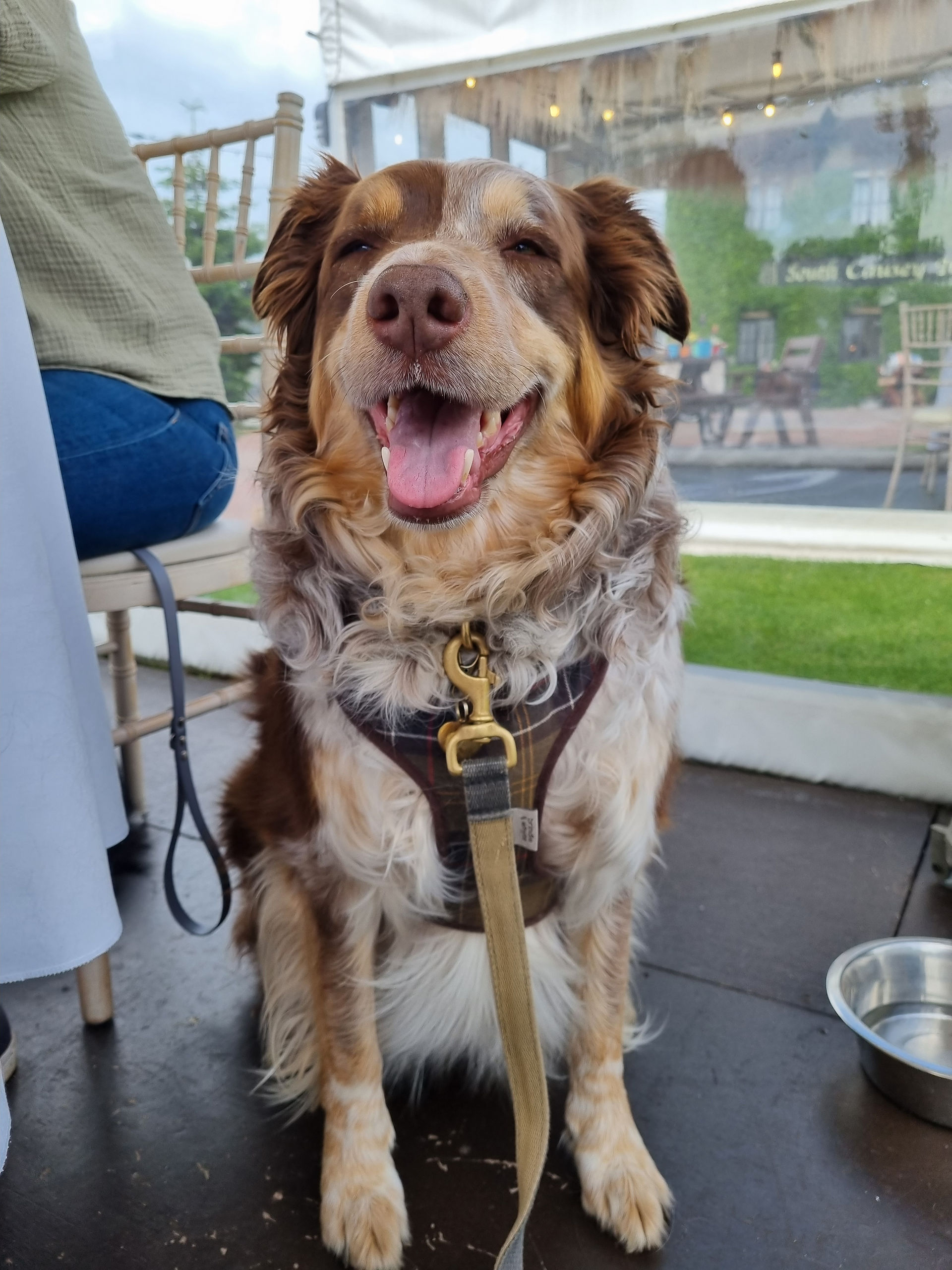 Red border collie in dining pod
