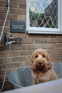 Cockapoo in the bath