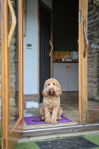 Golden cockapoo in a doorway