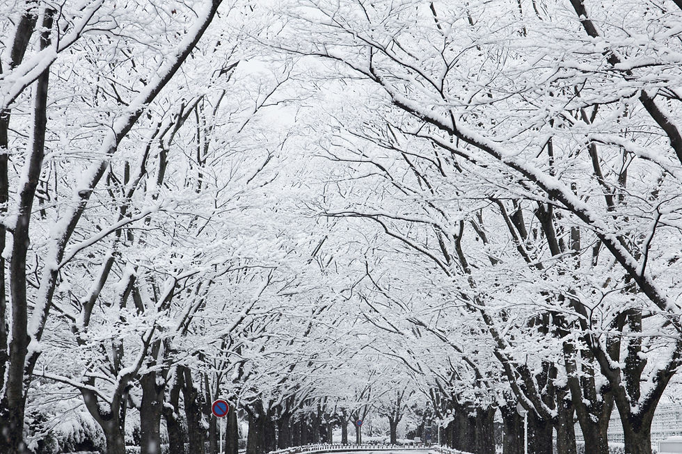 ケヤキ並木　冬
