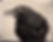 American Crow