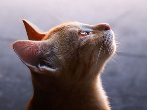 Remote Reiki for Animals: How to Tell If It’s Working (Signs to Look For)
