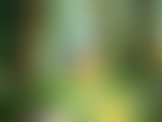 Il Bosco di Eevee