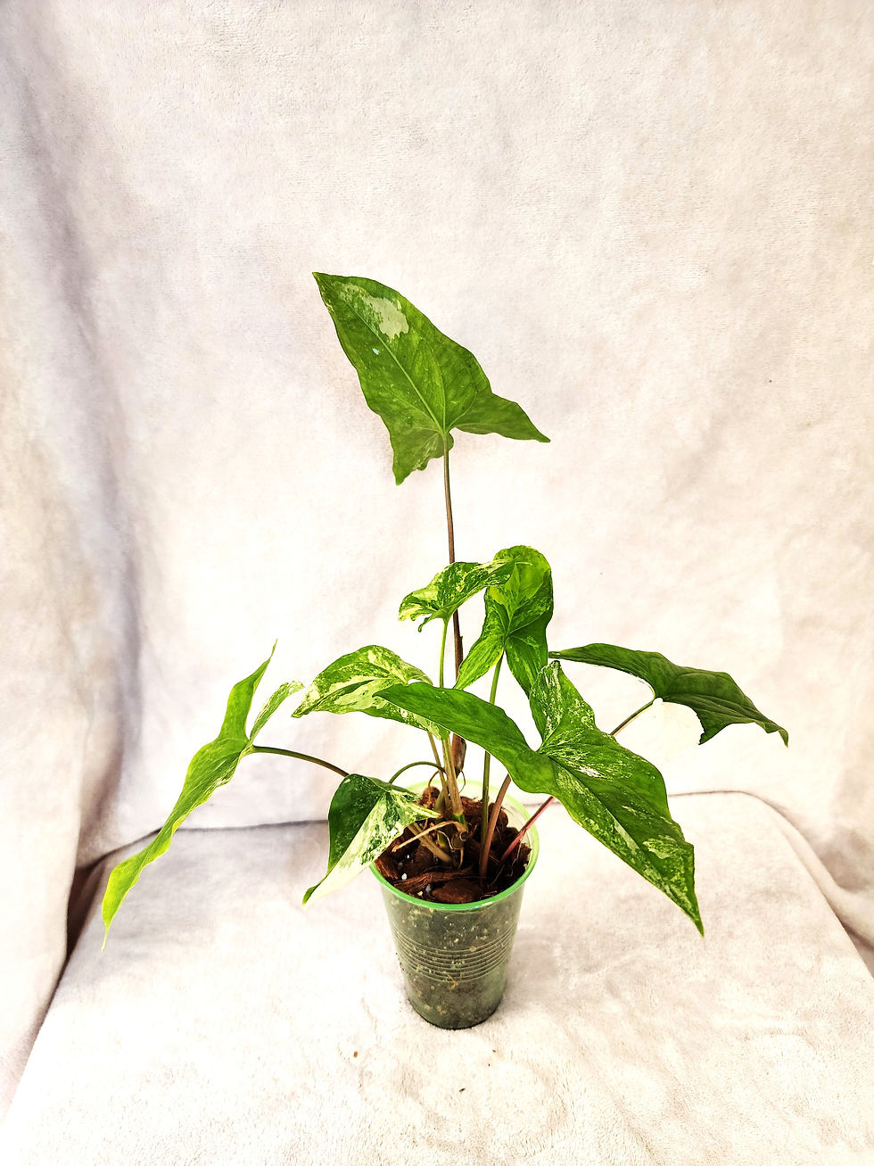 Syngonium Albo
