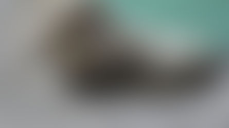 Morre Jerônimo, o leão do Zoo de Sapucaia