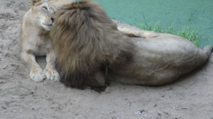 O Zoo de Sapucaia em tempo de incerteza