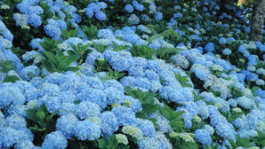 Guias de turismo têm cursos gratuitos de atrativos naturais e culturais