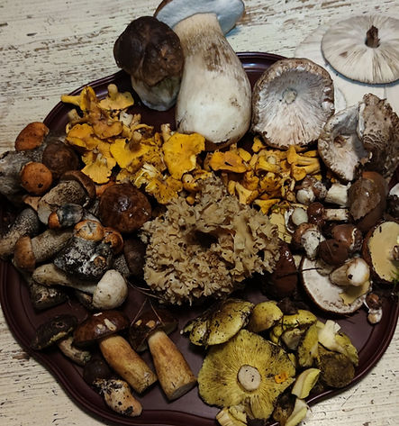 mushroom platter_edited.jpg