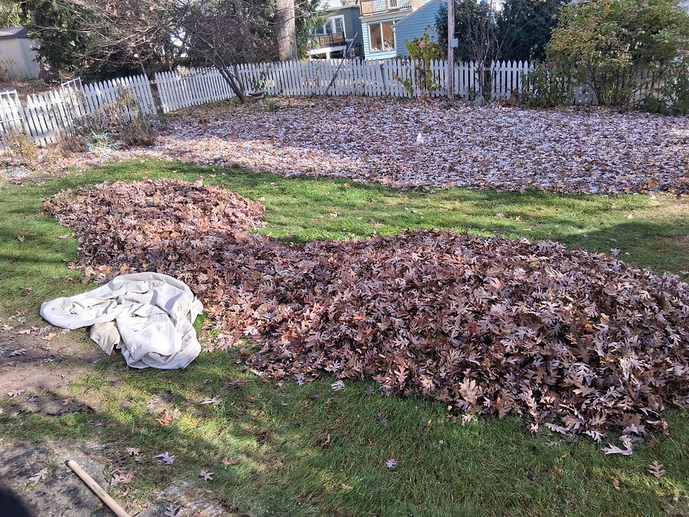 Uncover Your Lawn's Dirty Little Secret... 🤫 Before It's Too Late!