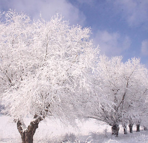 Photo-2025-Winter-Beauty-CoverImage.jpg