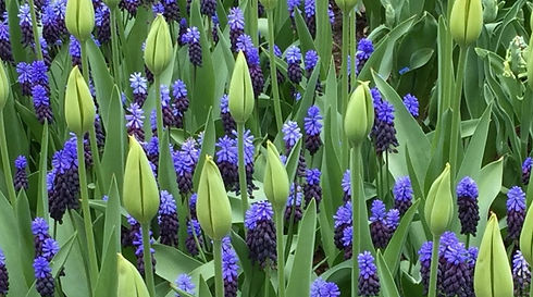 2024-PhotographyContenst-April-Spring.key-3.jpg