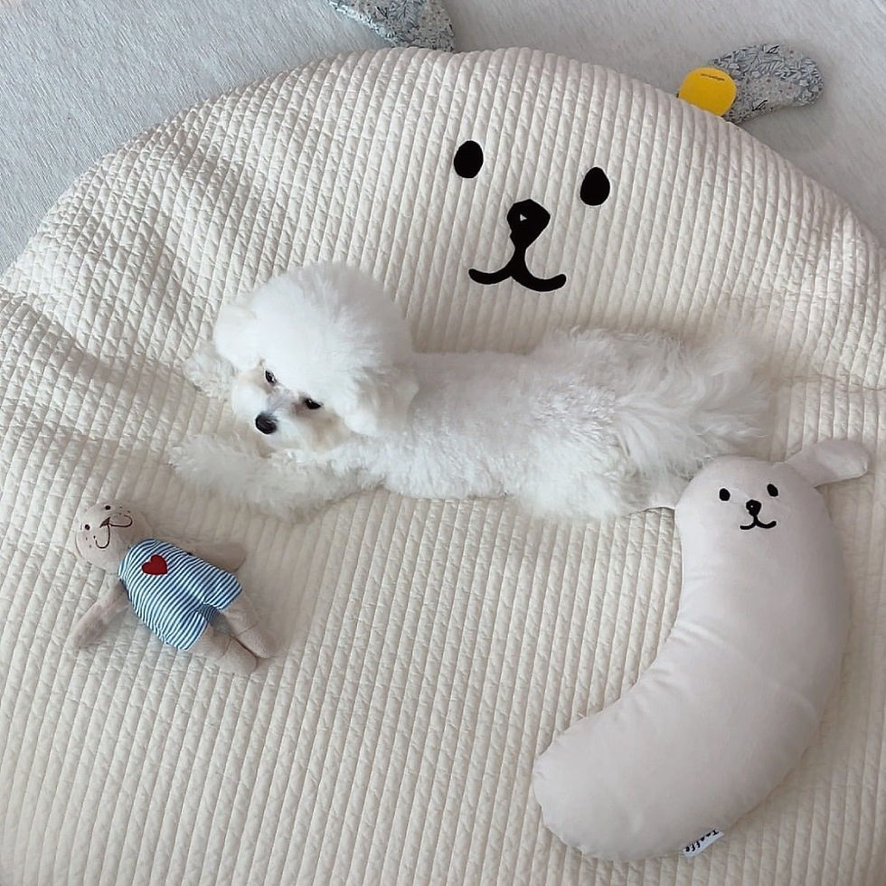 Thumbnail: TAAFFE HUG ME COTTON QUILTED PET CUSHION & RUG