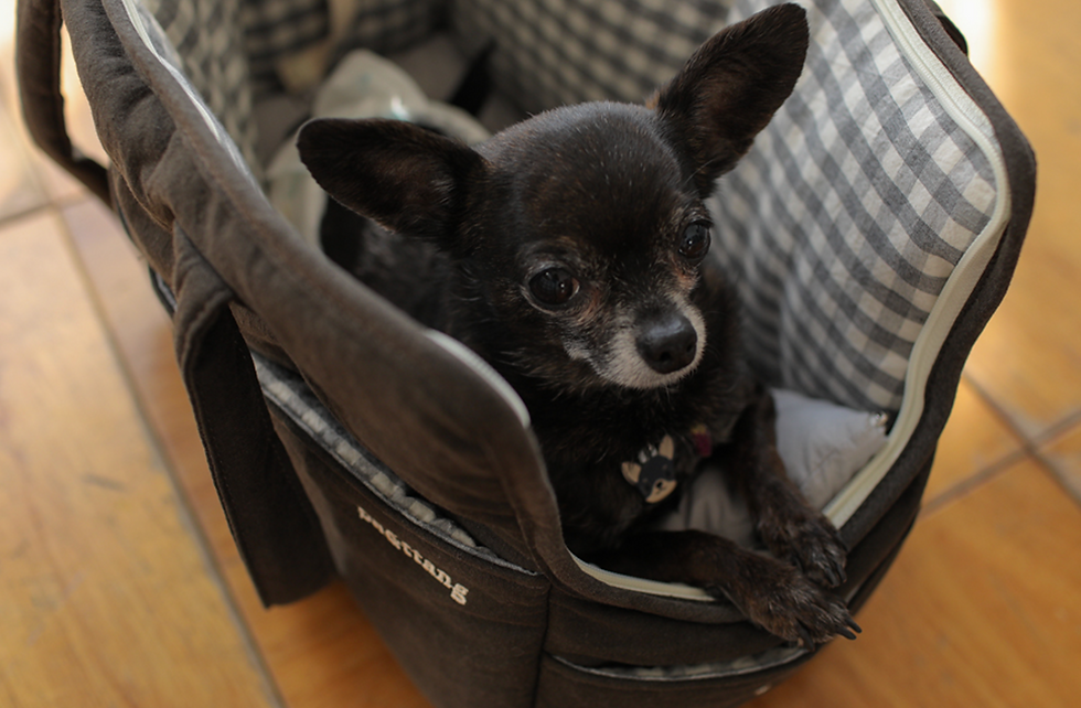 Thumbnail: BATTANG CHECK TWO IN ONE PET CARRIER BAG