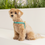 Thumbnail: LILIPOUENT VV HARNESS AQUA GREEN