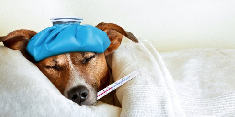 Enfermedades más comunes en mascotas