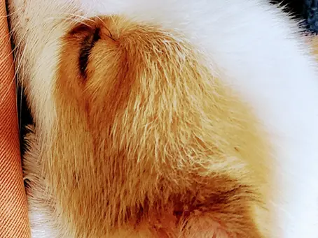 ソファとイッヌ。そしてお金をかけるということ。