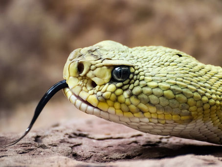 Mikeitz: How to Charm The Snake ~ Tzvi Abrahams