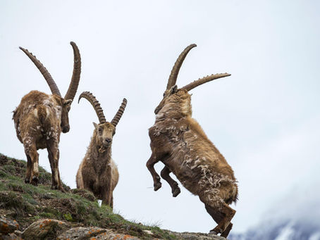Vayakhel: Horns of Pride ~ Tzvi Abrahams