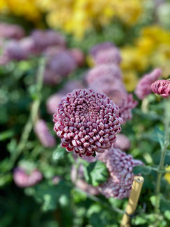 Wander the Auckland Domain and Botanical Gardens
