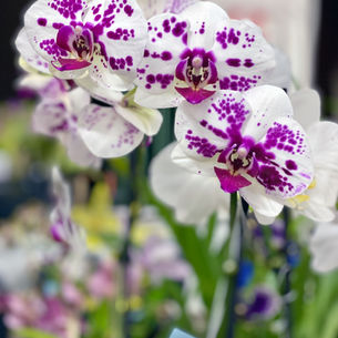 Orchids, New Zealand