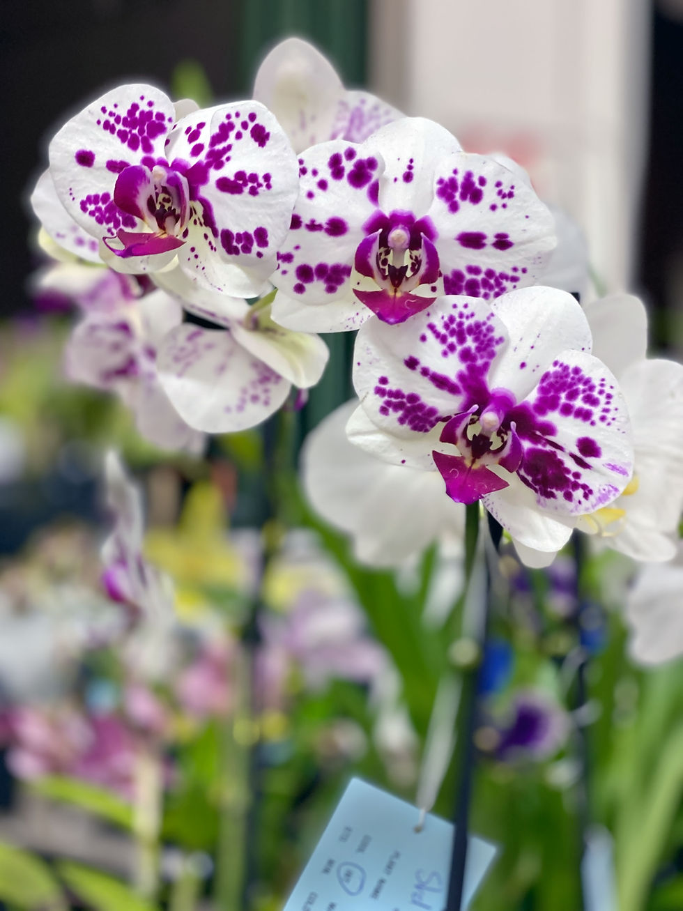 Orchids, New Zealand