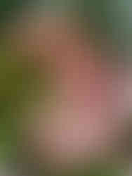 Wander the Auckland Domain and Botanical Gardens