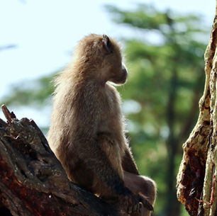 Travel Guide - Kenya