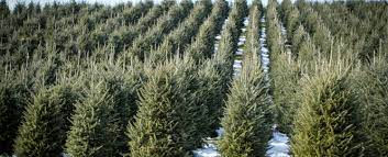 Christmas Trees!