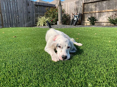 dog.jpg