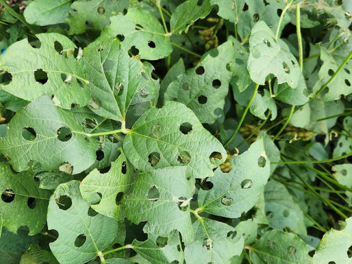 Soybean leaves with simulated insect injury