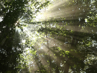 Transcending the Overstory