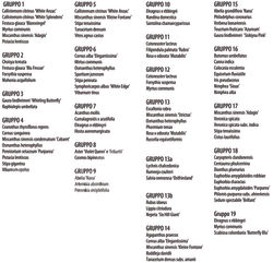 Specie arbustive ed erbacee