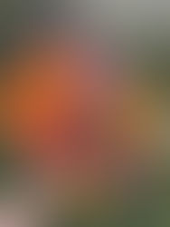 Tulips and Daffodils