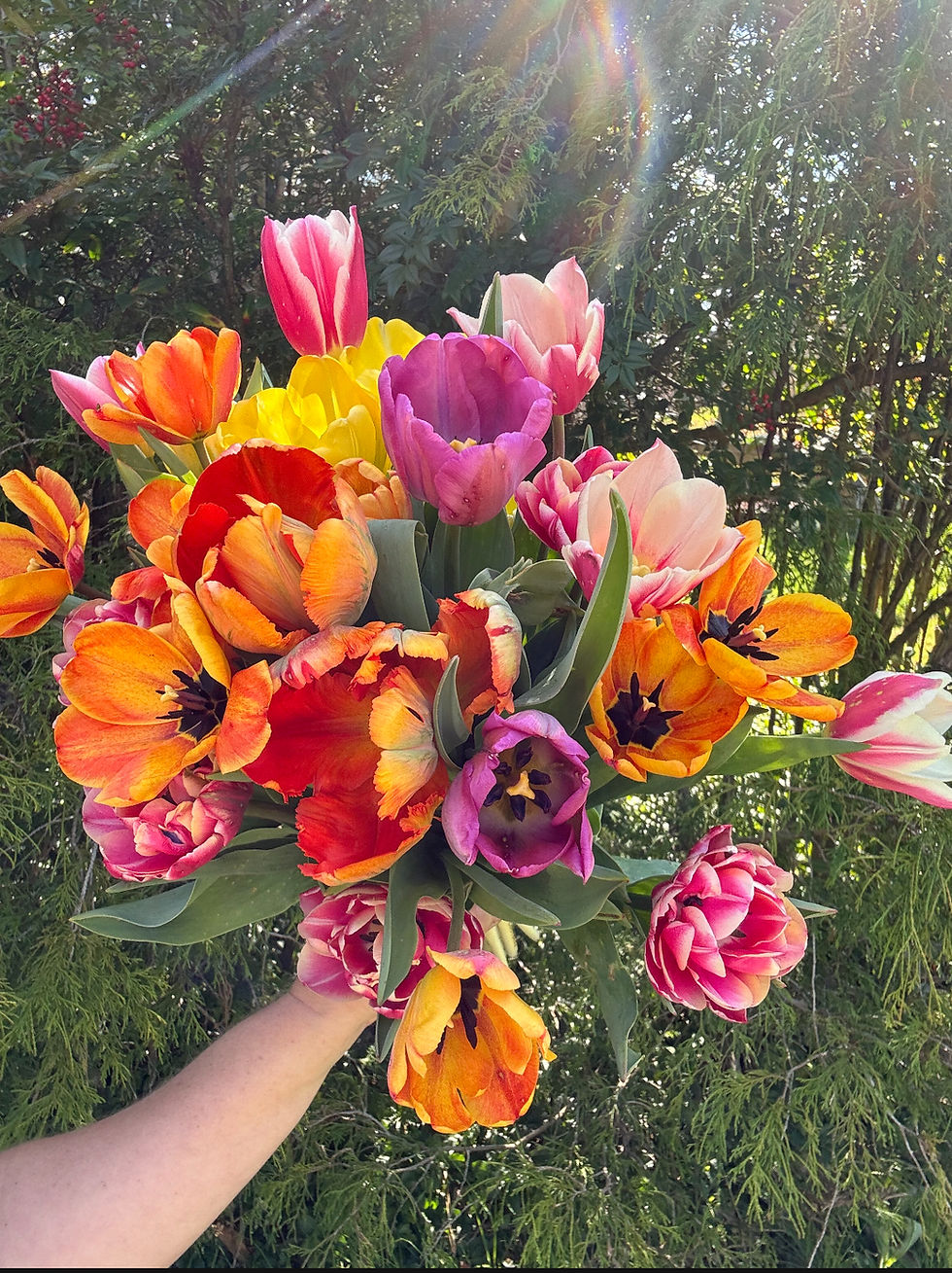 Tulips and Daffodils