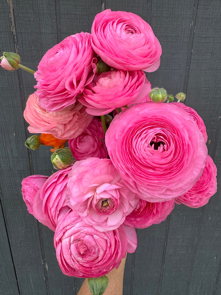 Standard Ranunculus How to Grow Ranunculus