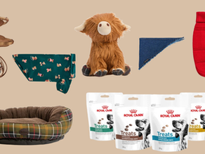 O Natal também é deles. Aqui tem presentes para surpreender o seu animal de estimação