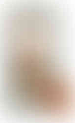 Arcádia Cabaz Flores Preservadas de Natal (48,50€)