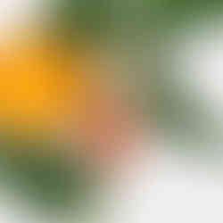 Orange Oil Lip Plumper