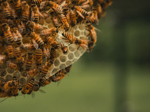 Beekeeping Science: How Hive Systems and Forage Cycles Control Honey Production