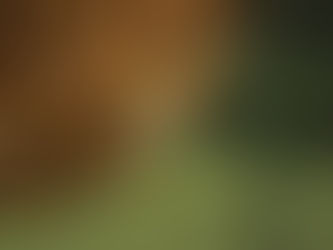 Beekeeping Science: How Hive Systems and Forage Cycles Control Honey Production