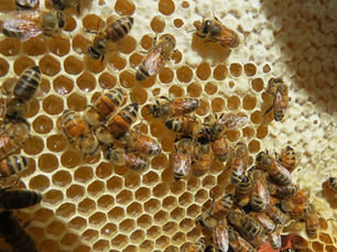 How Climate Affects Honey Production (Desert vs Humid Regions)